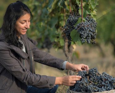 A Cradle of Viticulture, Winemaking, and Cultural Heritage