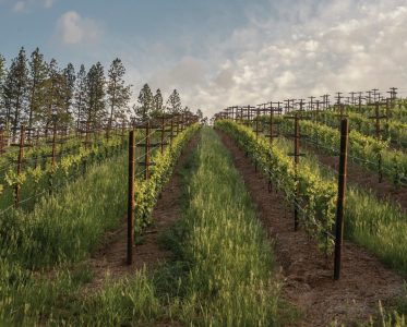 California Wine Country: A Journey Through Diversity and Excellence