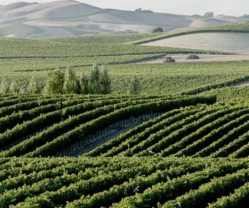 Robert Mondavi Winery: A Napa Valley Icon